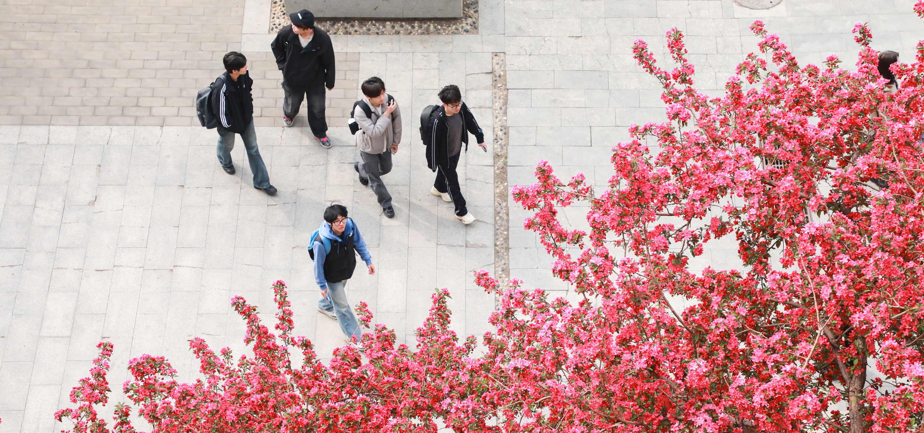 赴一场校园的春日之约